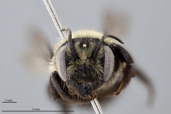 Media type: image;   Entomology 610869 Aspect: head frontal view